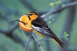 Oriole at Orange Oriole at Orange