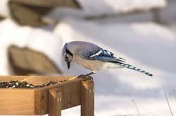 Blue Jay Blue Jay