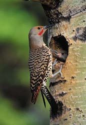 Flicker