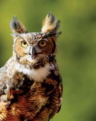 Wise old owl