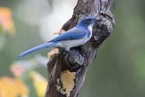 Scrub Jay Scrub Jay