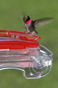 Hummingbird at High Perch feeder Hummingbird at High Perch feeder