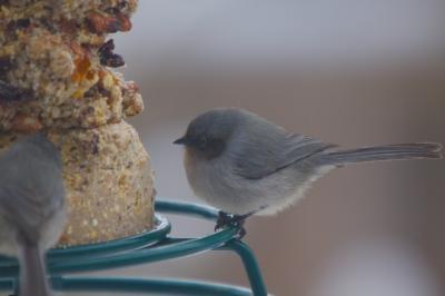 Wild Birds Unlimited Nature Shop